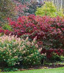 Autumn Interest Shrubs Rhs Gardening