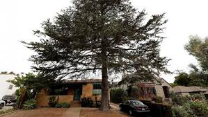 Find the best santa barbara, ca arborists on superpages. Tree Removal Request Exposes Rotten Underbelly Of Santa Barbara S Appeal Process Edhat