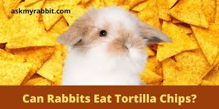 can rabbits eat tortilla s doritos