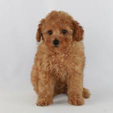 toy poodle breeder akc puppies for