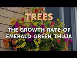 The Growth Rate Of Emerald Green Thuja Youtube