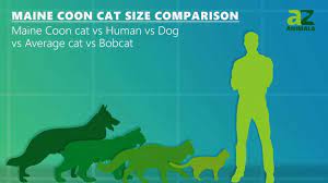 maine cat size comparison the