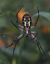 Black and yellow garden spiders often live near open fields in higher brush and vegetation. Argiope Aurantia Wikipedia