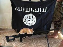 Image result for funny pictures cats and Islam