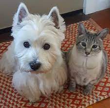 Once upon a time, we had the same struggle, and that's how sami came into our lives! West Highland Terrier Rescue Home Facebook