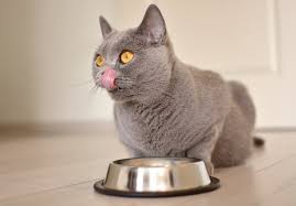 6 causes of swollen lip in cats the