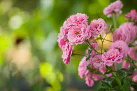 pink rose bushes