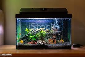 3,636 Fish Tank House Stock Photos, Pictures & Royalty-Free Images - iStock gambar png