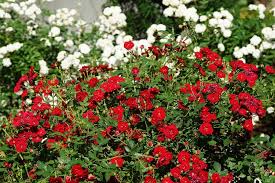 groundcover roses for landscaping