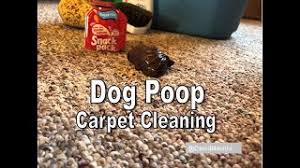 carpet cleaning dog d i y you