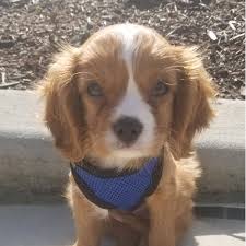 Wouldn't you love to have her cuddled up with you? Adopt A Cavalier King Charles Spaniel Puppy Near Seattle Wa Get Your Pet