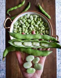 how to grow use fava beans broad