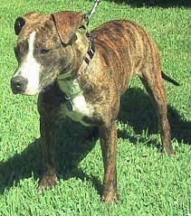 american pit bull terrier mix breed dogs