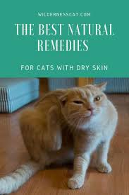 Though there are many ways to get rid of these little bugs, the home remedies for ear mites in cats listed in this article are 100% effective, safe, and natural at the same time. Home Remedies For Cats With Dry Skin Soothe Naturally Cat Skin Dry Skin Cat Remedies