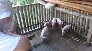Pigs In The Village Duckduckbro