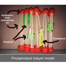 Lipid Bilayer Made Up Of Two Layers Of Phospholipid