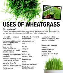 wheatgr benefits side effects