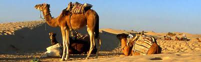 Please bookmark our main domain to have permanent access to our forum teens.al and bookmark our top jailbaits.top. A Camel Safari In Tunisia Travel Writer Jeremy Head