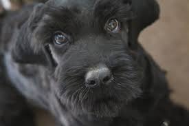Flight costs are extra.non dash flight costs are right at $400.00 to $500 in the lower 48. Colorado Schnoodles
