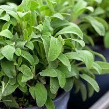 Potted Herbs Container Gardening