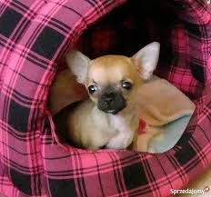 Znalezione obrazy dla zapytania pieski