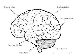 complete guide of the human brain