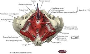 an view of pelvic floor muscles