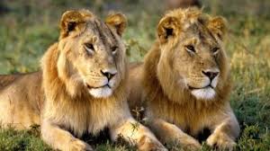 lions facts behavior and news live