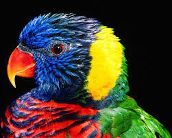 Free Hd Parrot Mobile Hintergrundbilder ...