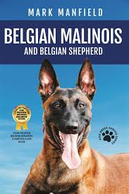 belgian malinois and belgian shepherd
