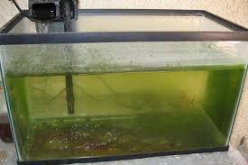 green algae off aquarium gl