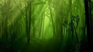green forest forest 1366x768 green