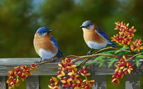 beautiful birds wallpaper dazzling