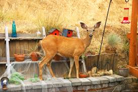 Protect Your Garden From Deer Rabbits