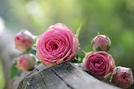 why do people love the rose flower