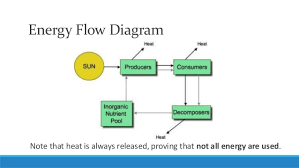 Energy Flow Chart Biology Www Bedowntowndaytona Com