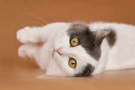 munchkin cat breed profile cat world