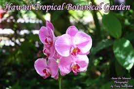 hawaii tropical botanical garden