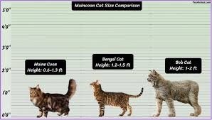 maine cat size explained