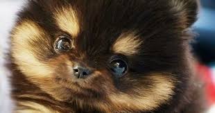 Explaining the concrete realities relating to miniature pomeranian, the teacup pomeranian dog, mini pomeranian and pocket pomeranians. Free Pomeranian Puppies This Teacup Pomeranian Is The Cutest Animals At Repinned Net