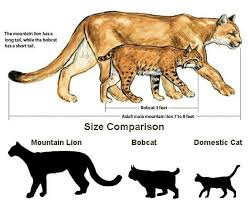 Size Chart Mountain Lion Domestic Cat Lion