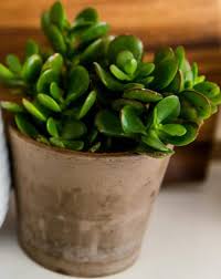 jade plant leaves wrinkled and