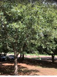 Native Trees For Mississippi Landscapes