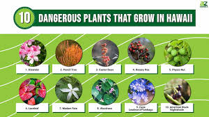 Dangerous Plants That Grow In Hawaii