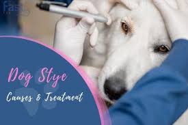 what causes stye in dog eyes and how