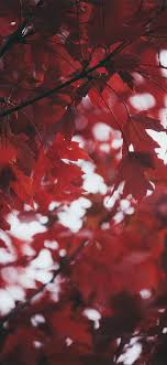 Deep Red Leaves iPhone 11 Wallpapers ...