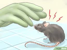 Rats can be difficult to get rid of. 5 Ways To Humanely Kill A Rodent Wikihow