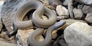 columbus snakes common and venomous