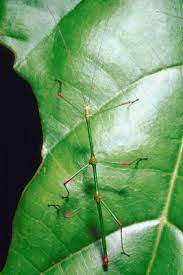 the life cycle of a walking stick bug
