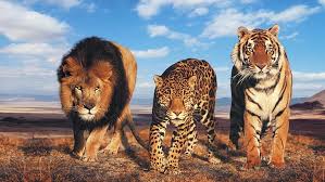 Hd Wallpaper Wild Cats Tiger Lion